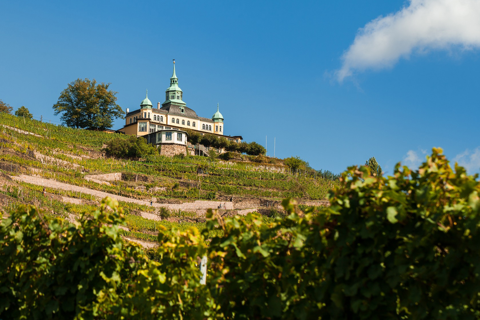 Weinberge_Radebeul_Sachsen